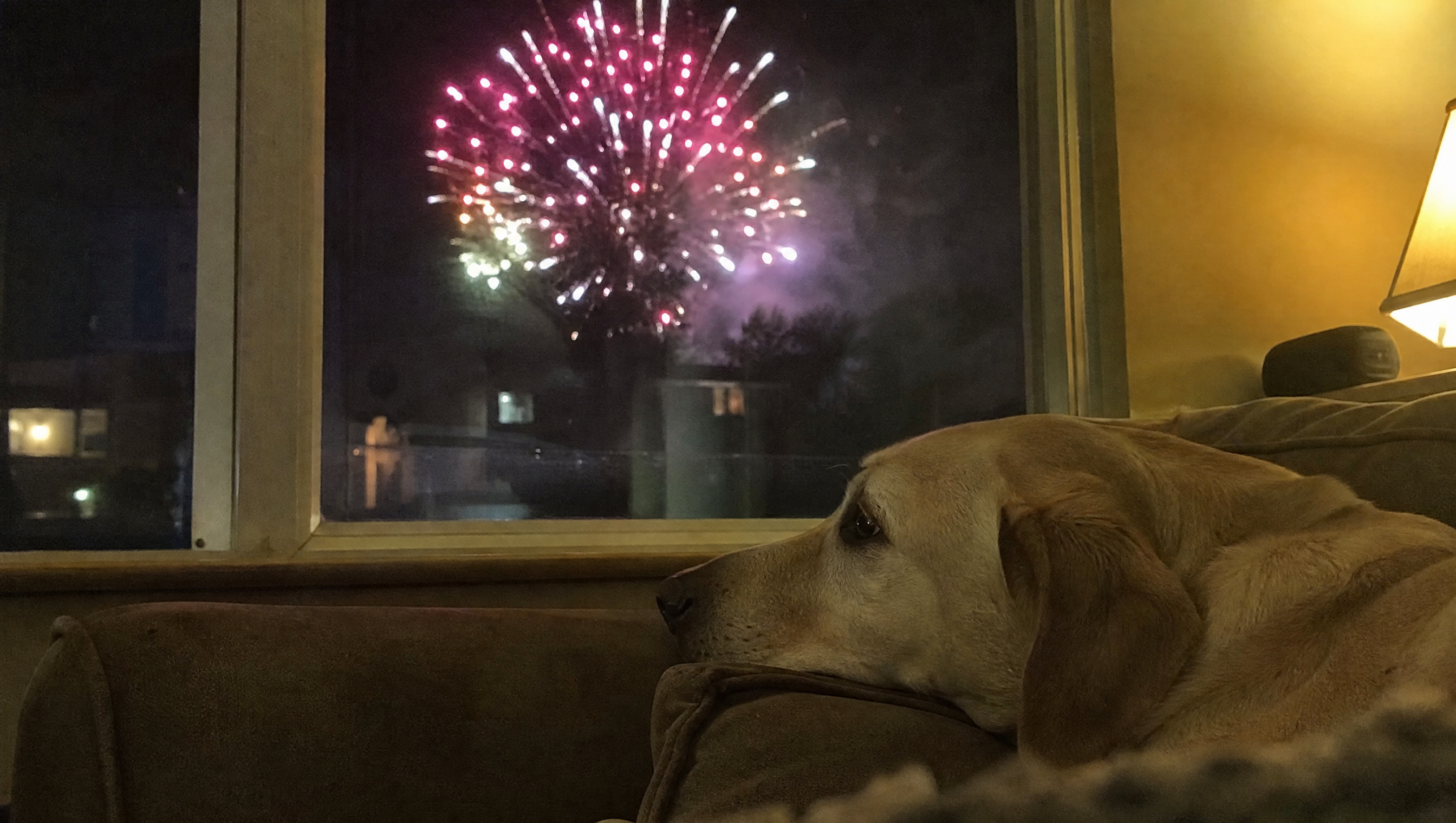 Anxious dog watching fireworks through the window at night